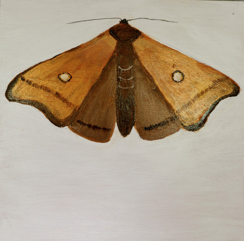 Bogong Moth